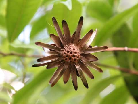 Stifftia chrysantha