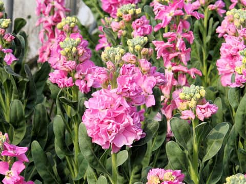 Matthiola incana