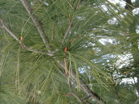 Pinus strobus