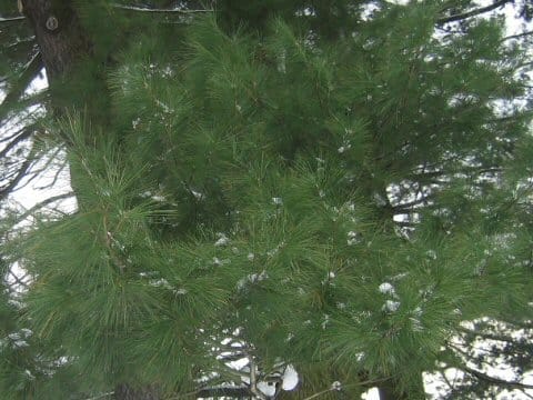 Pinus strobus