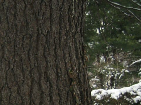 Pinus strobus
