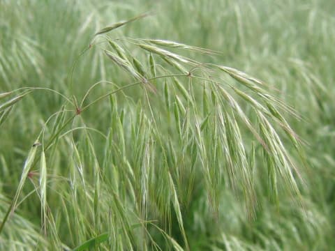 Bromus japonicus