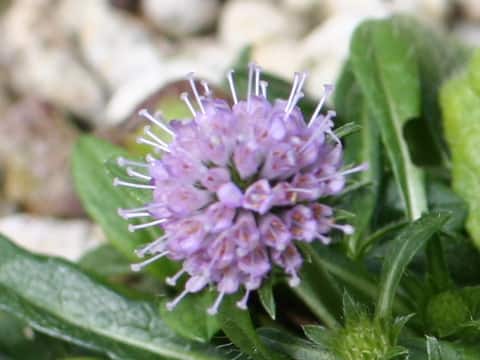 Succisa pratensis
