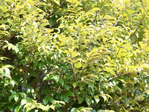 Castanopsis sieboldii