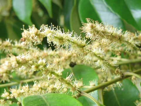 Castanopsis sieboldii