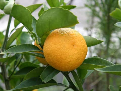 Citrus sudachi