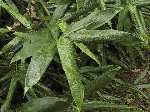 Sasaella ramosa var. suwekoana