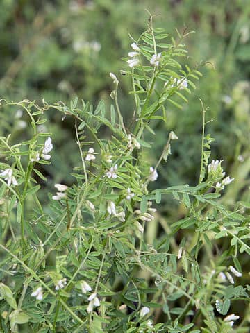 Vicia hirsuta