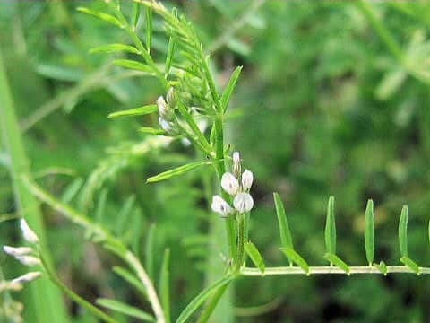 Vicia hirsuta