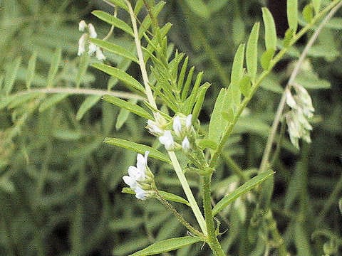 Vicia hirsuta