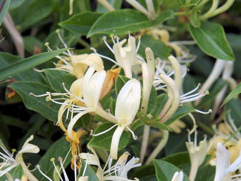 Lonicera japonica