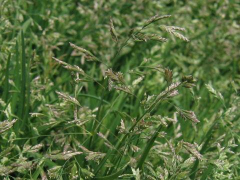 Poa annua