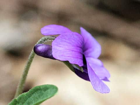 Viola mandshurica