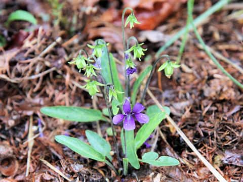 Viola mandshurica