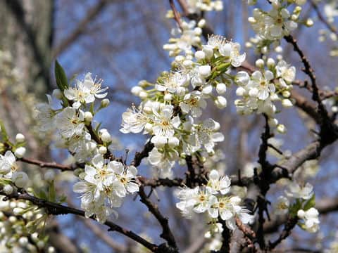 Prunus salicina cv. Karari