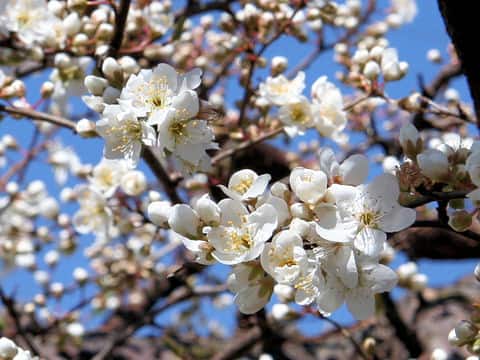 Prunus salicina