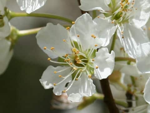 Prunus salicina cv. Santa Rosa