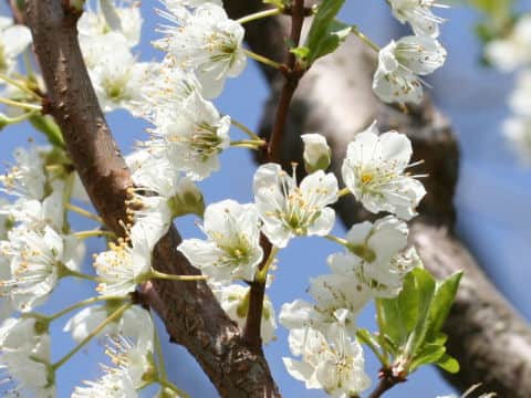 Prunus salicina cv. Santa Rosa