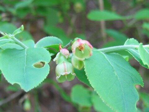 Vaccinium smallii var. glabrum