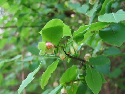 Vaccinium smallii var. glabrum