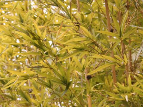 蘇芳竹(スオウチク)はどんな植物? わかりやすく解説 Weblio辞書 蘇芳竹(スオウチク)はどんな植物? わかりやすく解説 Weblio辞書