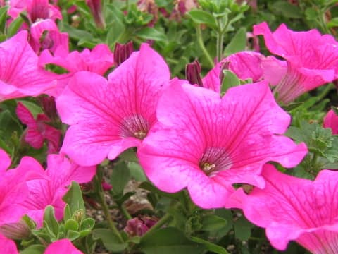 Petunia x hybrida