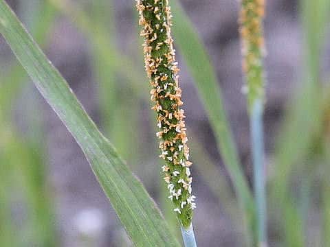 Alopecurus aequalis var. amurensis