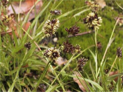 Luzula capitata