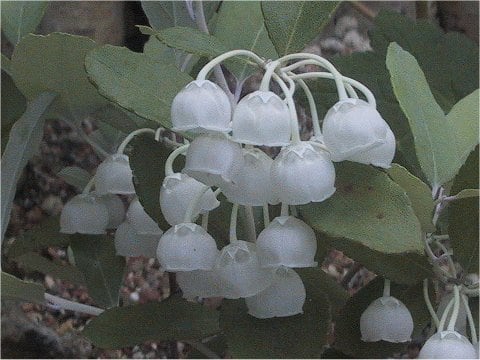 Oxydendrum arboreum