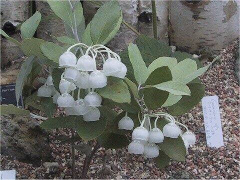 Oxydendrum arboreum