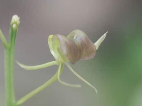 Liparis makinoana