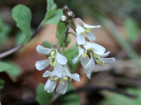 Arabis flagellosa