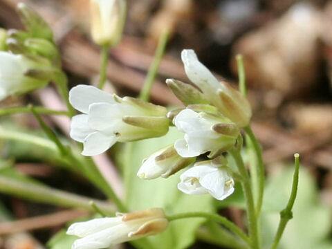 Arabis flagellosa
