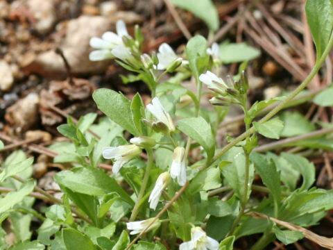 Arabis flagellosa