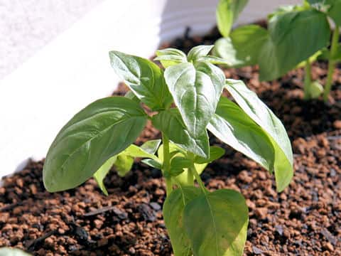 Ocimum basilicum