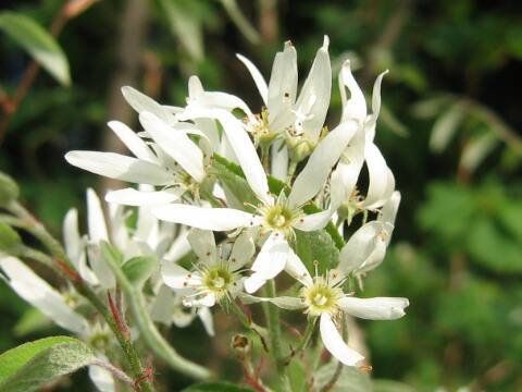 Amelanchier asiatica