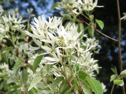 Amelanchier asiatica