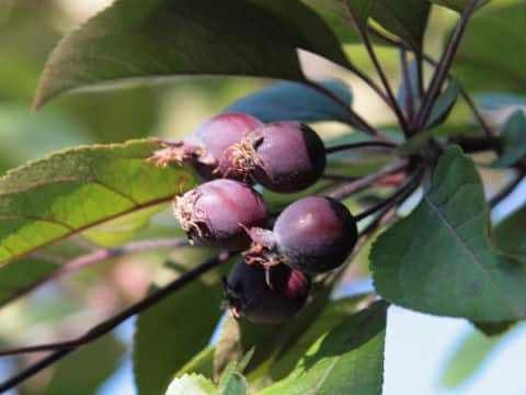 Malus cv.