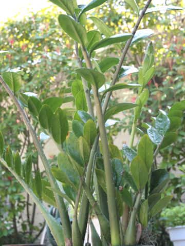 Zamioculcas zamiifolia