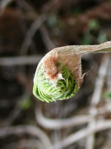 Osmunda japonica