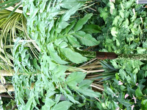 Amorphophallus paeoniifolius
