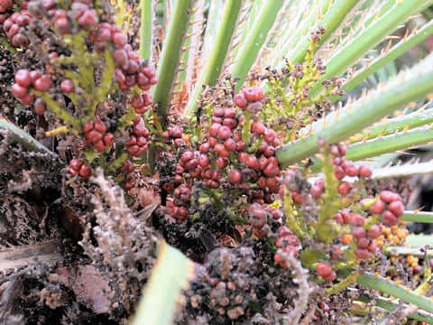 Chamaerops humilis