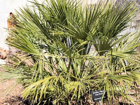 Chamaerops humilis