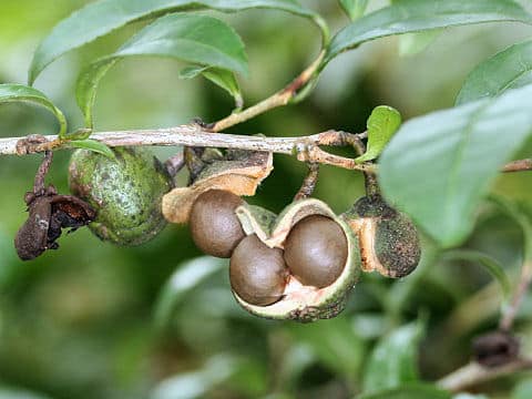 Camellia sinensis