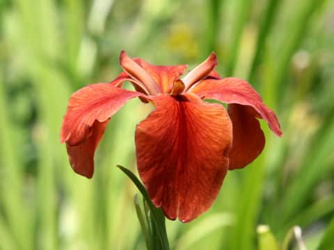 Iris fulva