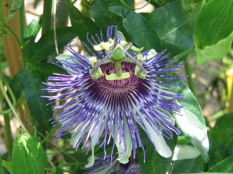 Passiflora incarnata