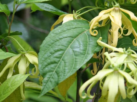 Cananga odorata var. fruticosa