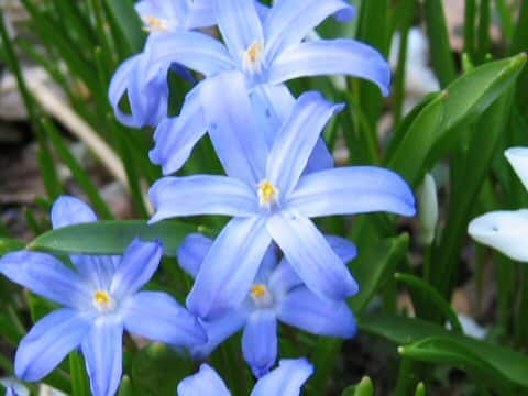 Chionodoxa gigantea