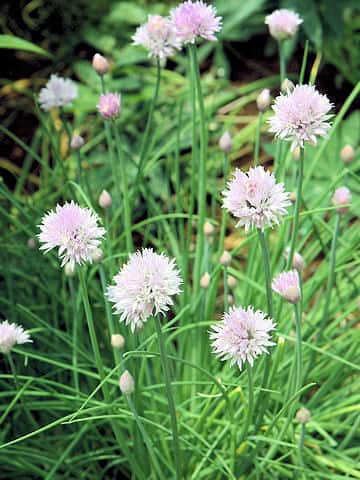 Allium schoenoprasum