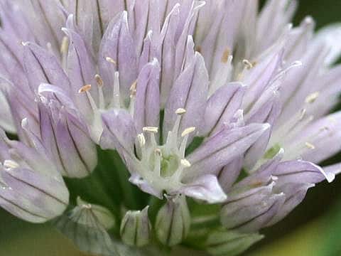 Allium schoenoprasum
